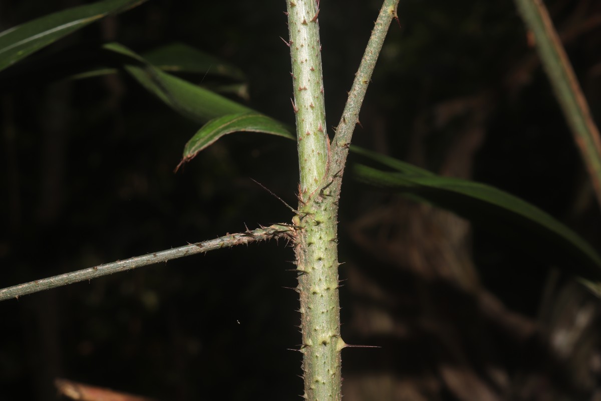 Calamus pachystemonus Thwaites